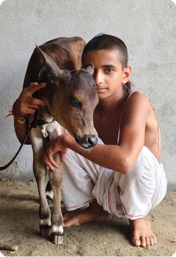 Boy embracing a young calf outside the gurukul
