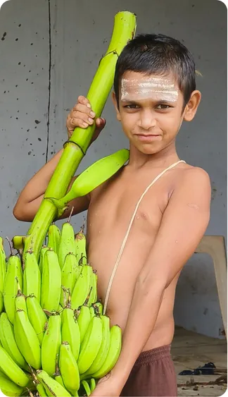Student carrying a large bunch of home-grown bananas